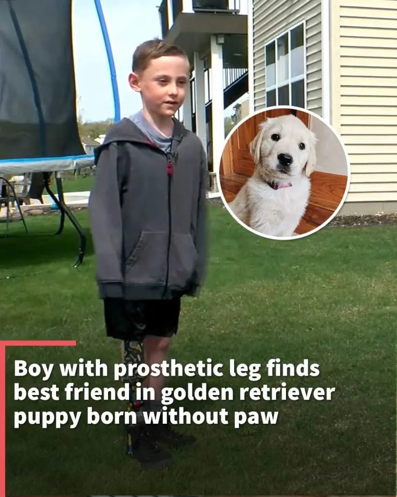 Boy with prosthetic leg finds best friend in golden retriever puppy born without paw