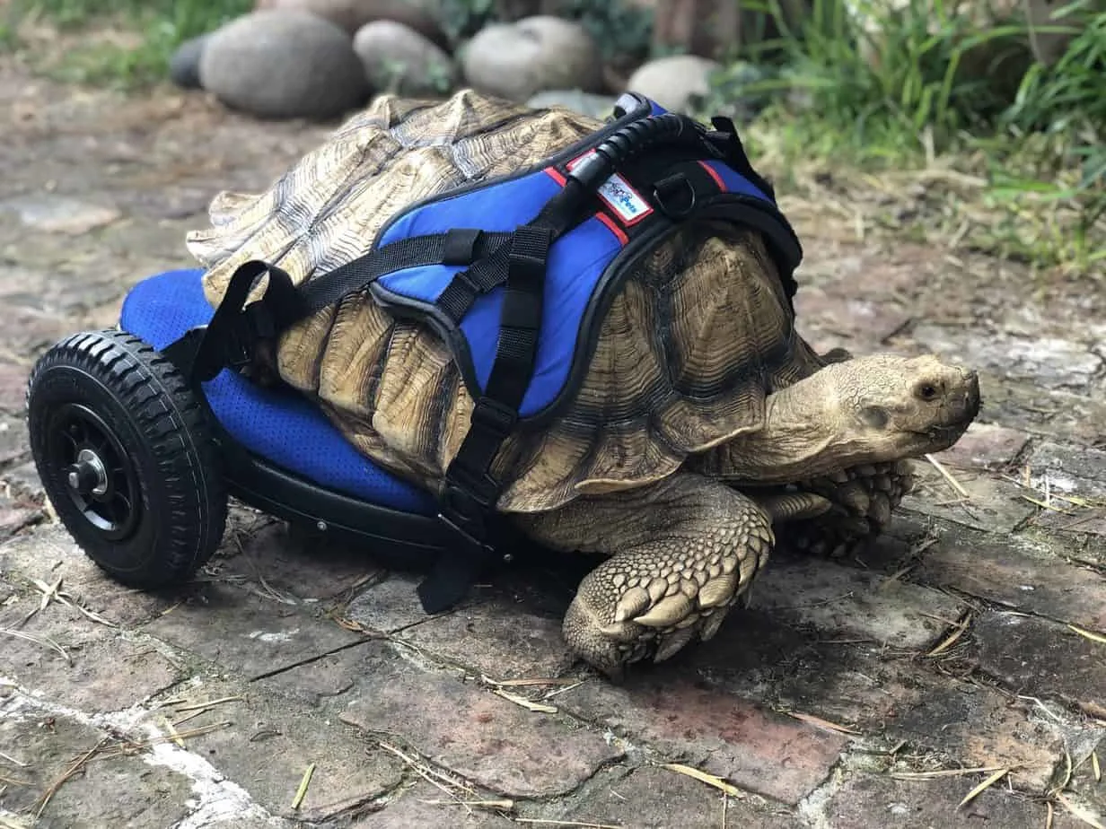 George Bailey the Sulcata tortoise using his new custom wheelchair