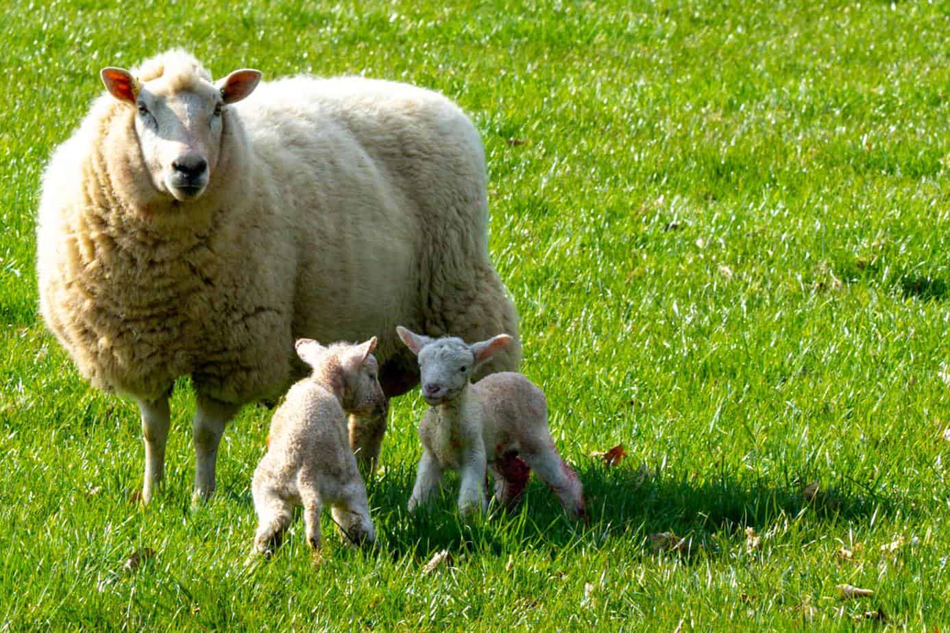 Two lambs and their mother enjoy the sun and the field.