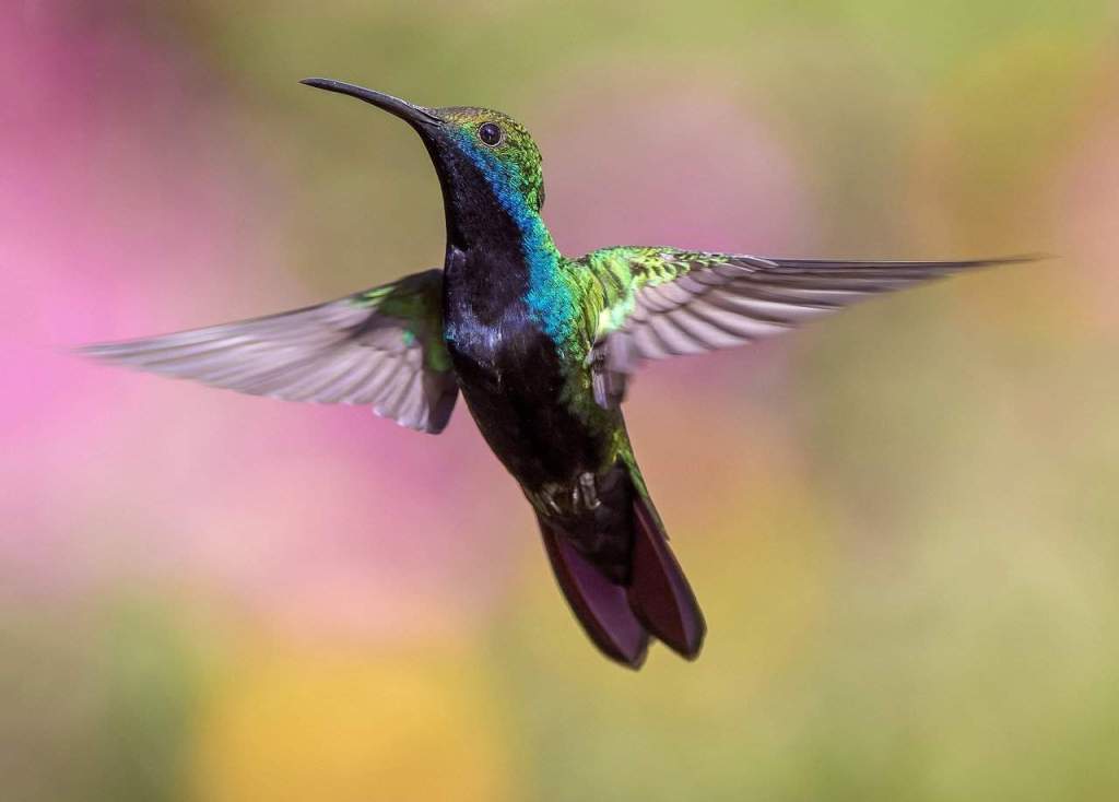 Rare moment captured hummingbirds enjoying an epic pool party