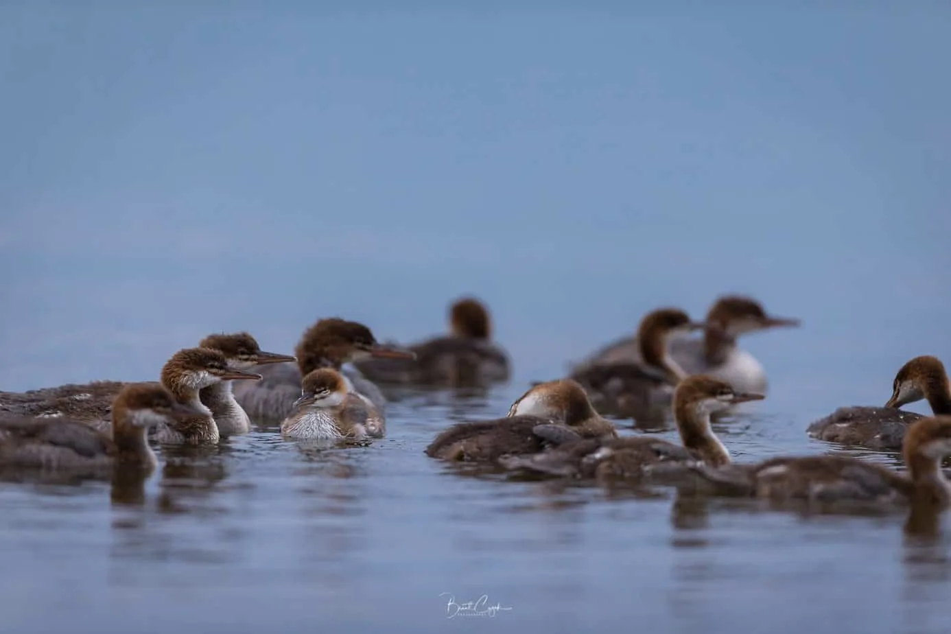Young mergansers in the water