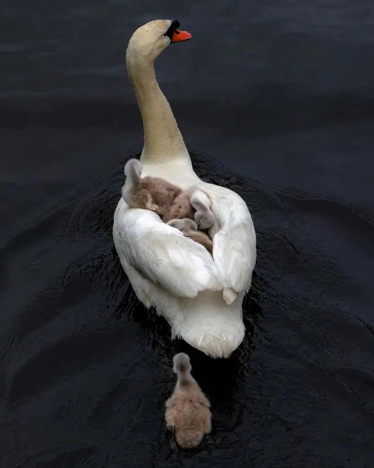 A father swan carrying cygnets on his back as they ferry across a lake