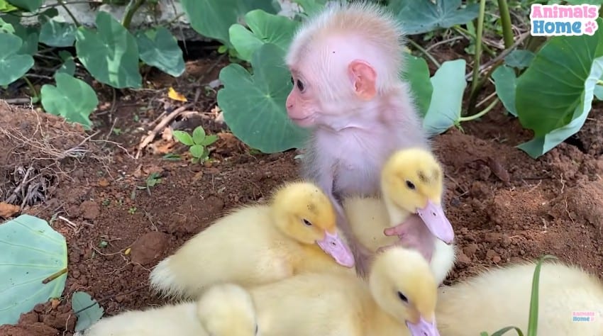 A baby monkey with a brood of ducklings