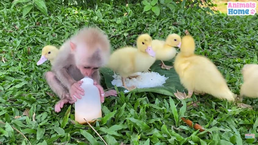 A baby monkey drinking from a baby bottle and duckling eating rice served on a big leaf