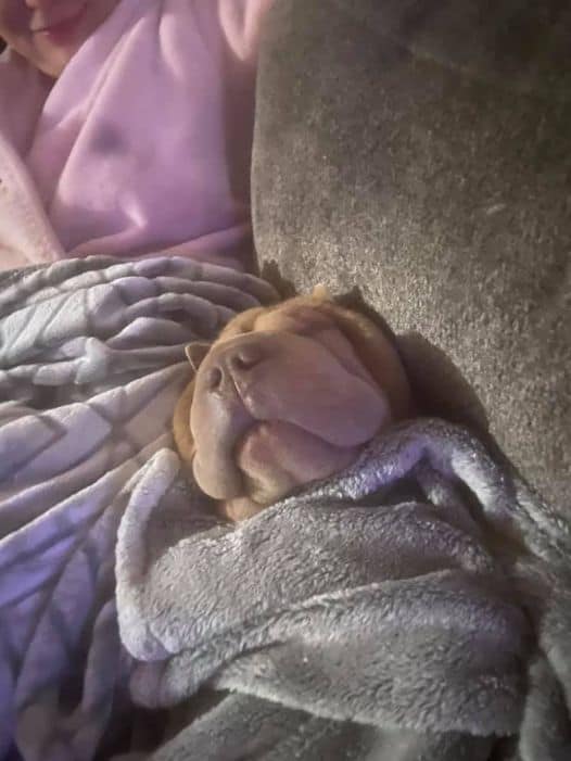 Darla happily sleeping under a blanket.