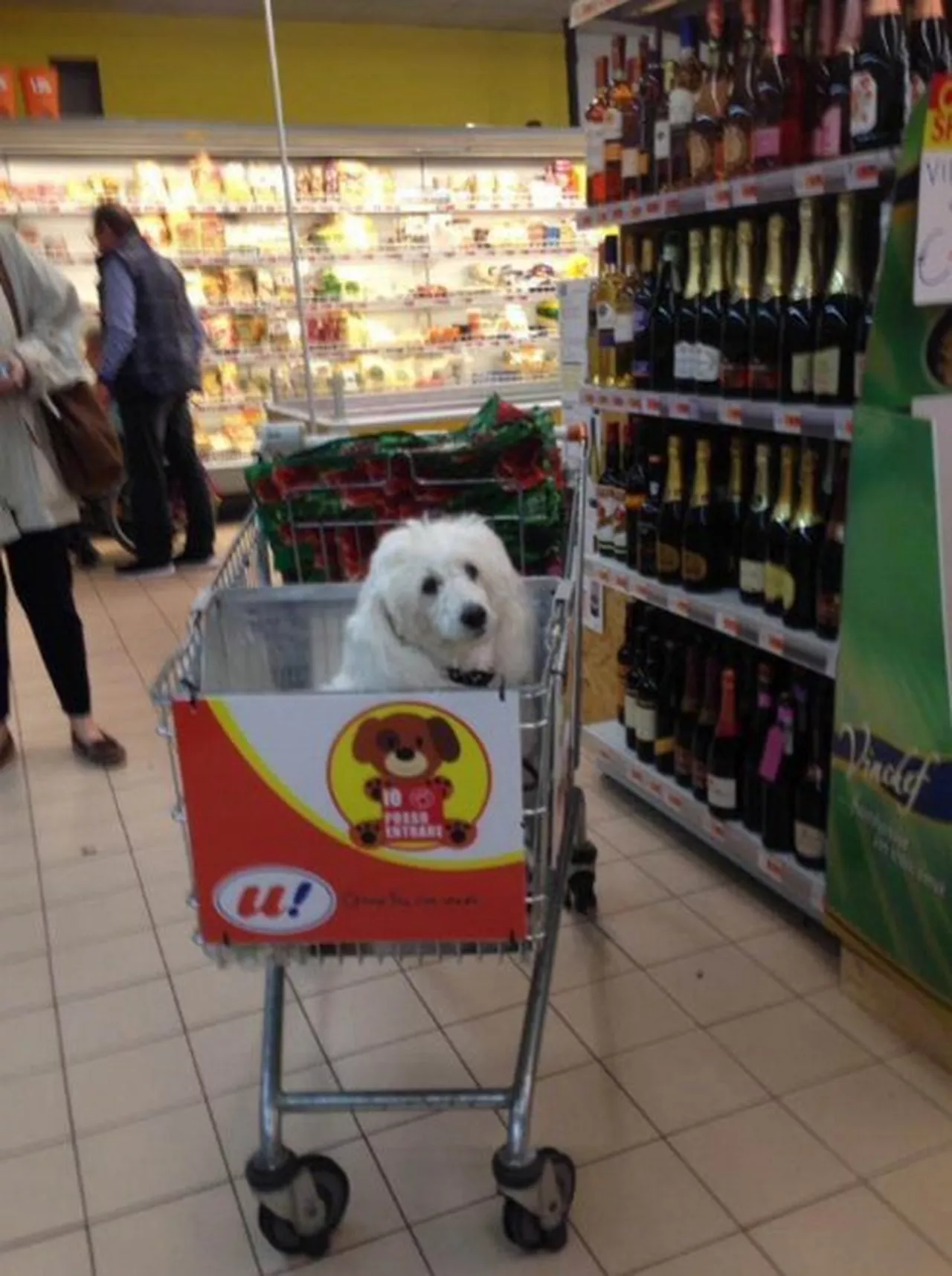 Можно ходить с собаками в магазин. Собака с тележкой в магазине. Тележка для животных в супермаркете. Тележки с отсеком для собак. Продуктовые тележки с отсеком для собак.