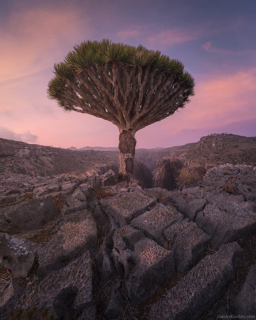 Dragon's blood trees in Socotra