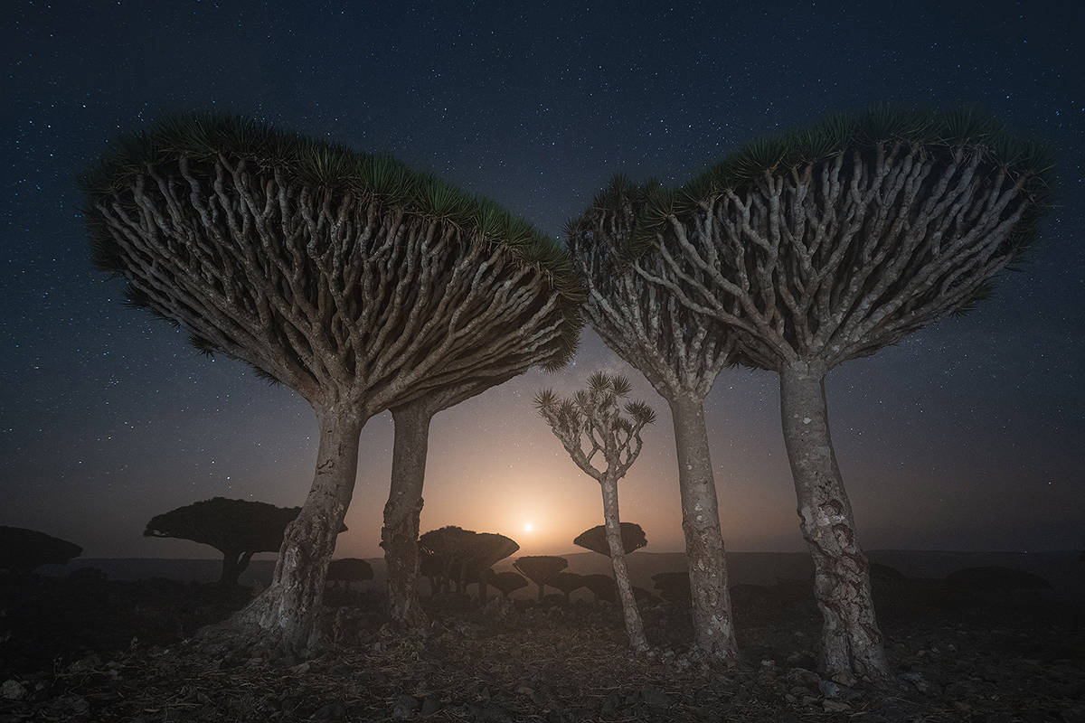 Dragon's blood trees in Socotra