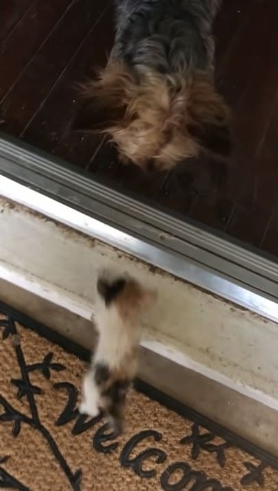 A kitten trying to climb over a big step while a dog watches it