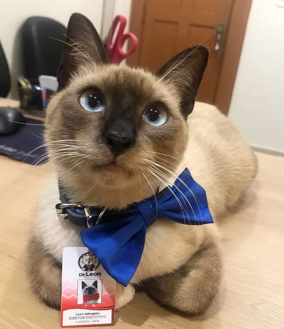 A Siamese cat wearing a blue bow tie and his employee badge