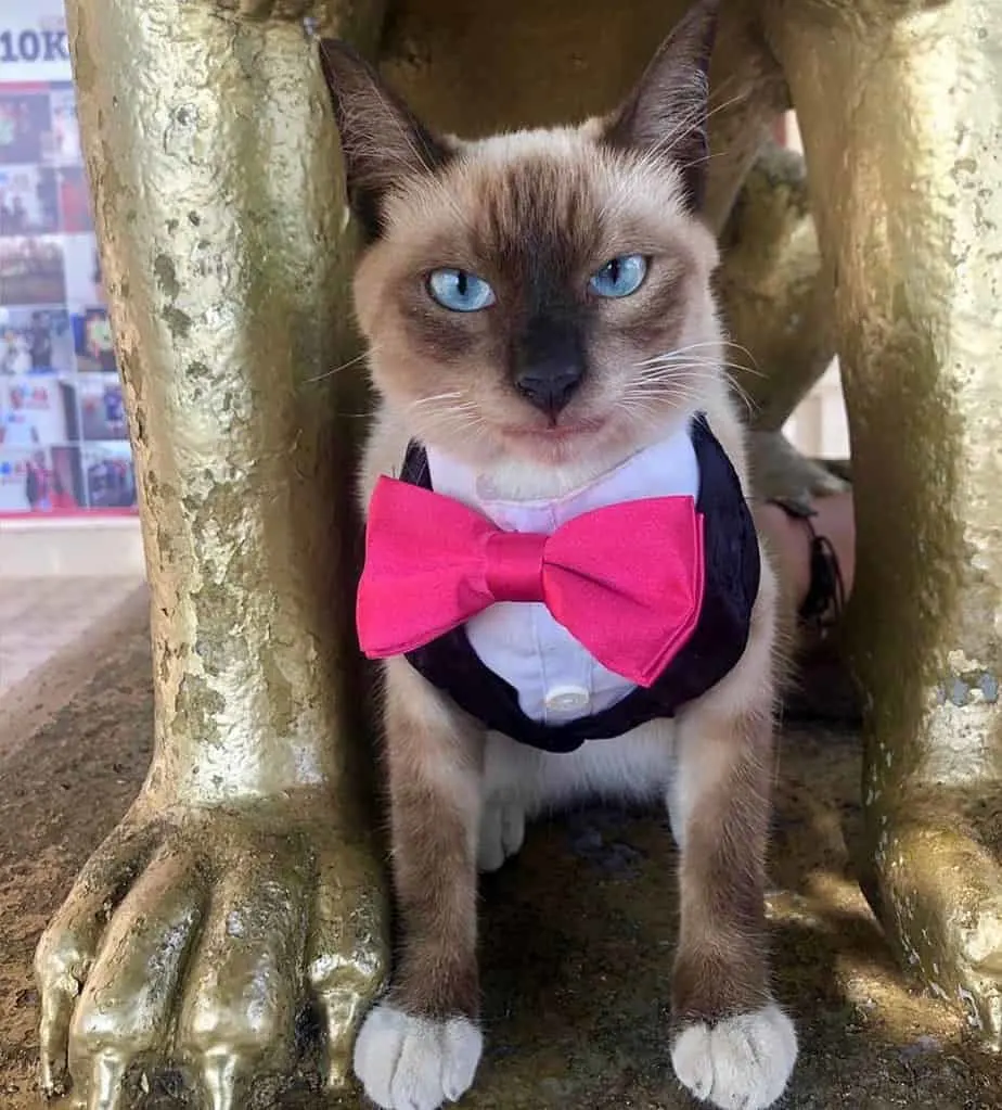 A Siamese cat wearing a suit with a pink bow tie