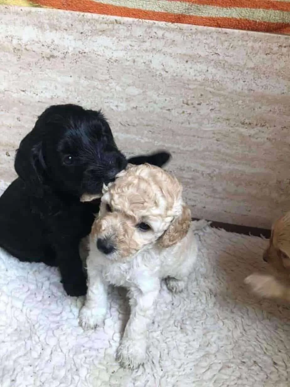 Two cockapoo puppies