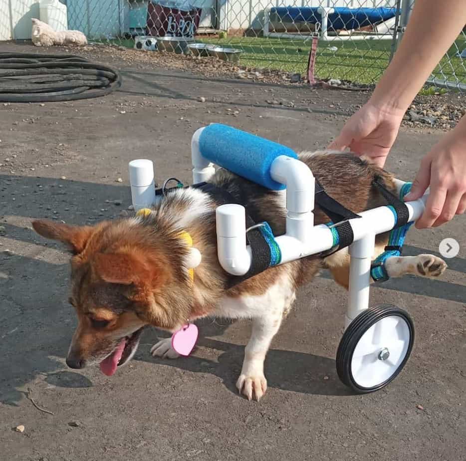 This teenager spends her free time building custom wheelchairs for