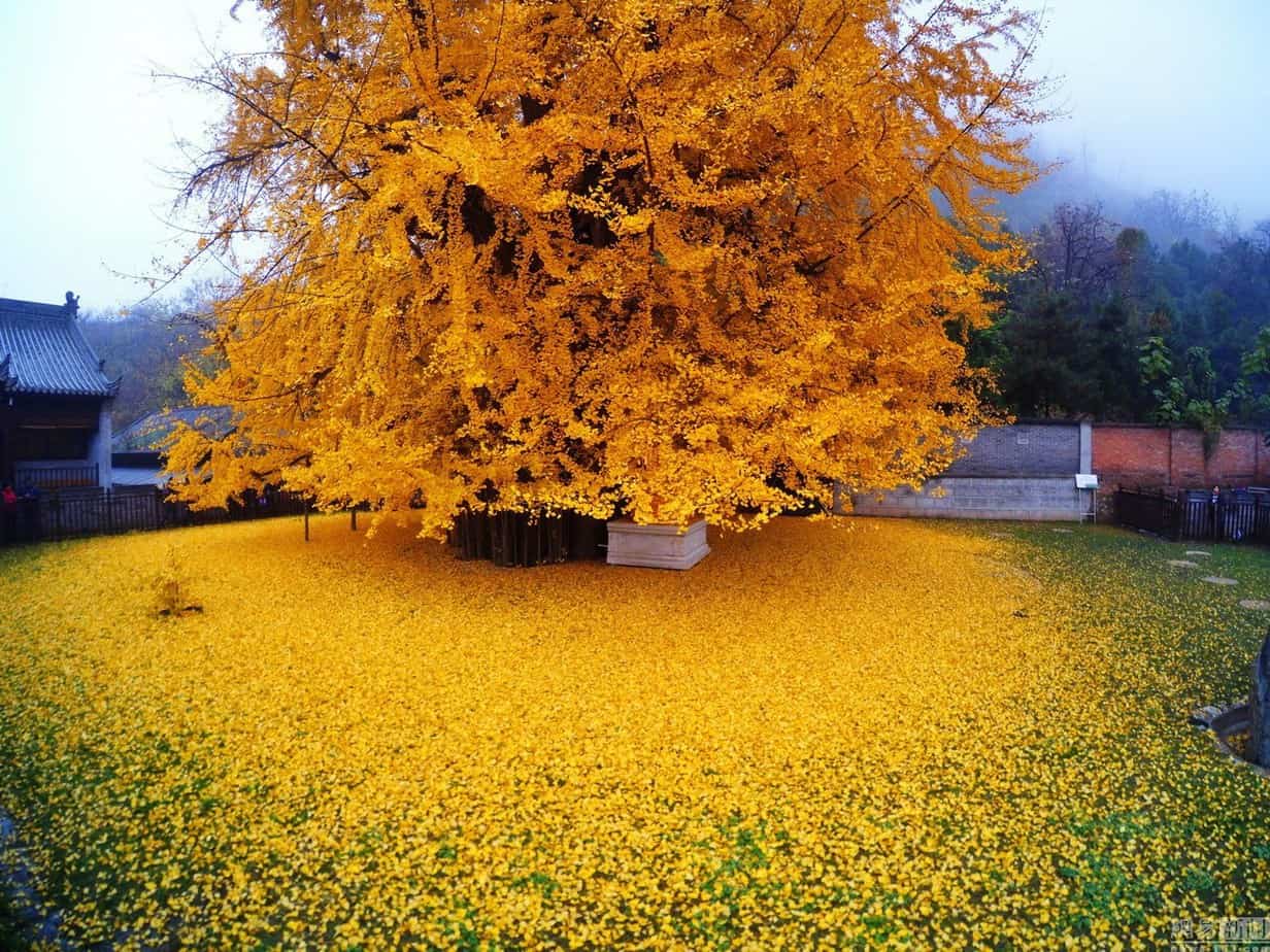 The 1,400-year-old Ginkgo tree in Shaanxi, China, shedding its golden leaves in the fall