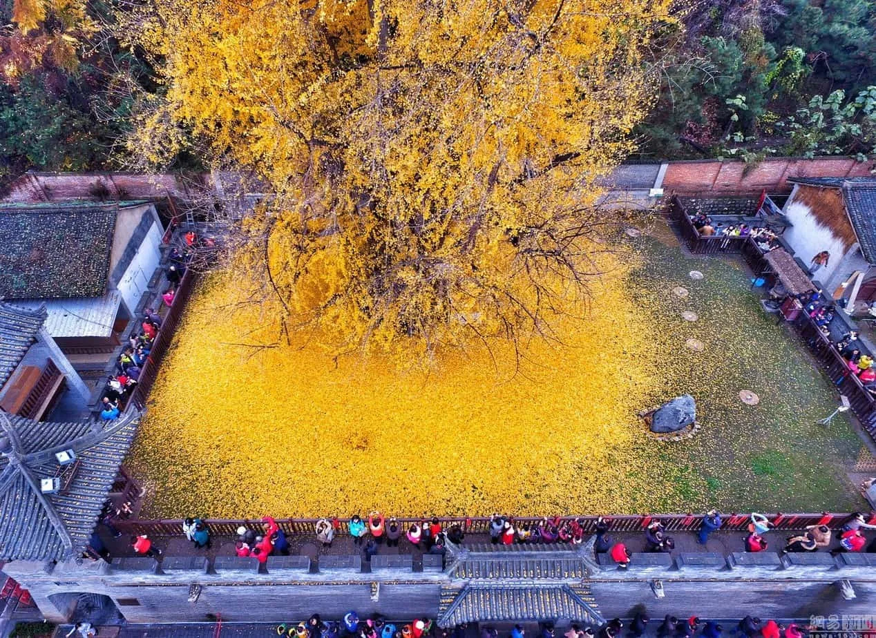 An aerial view of the 1,400-year-old Ginkgo tree in Shaanxi, China, shedding its golden leaves