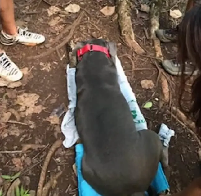 A pitbull on a makeshift stretcher