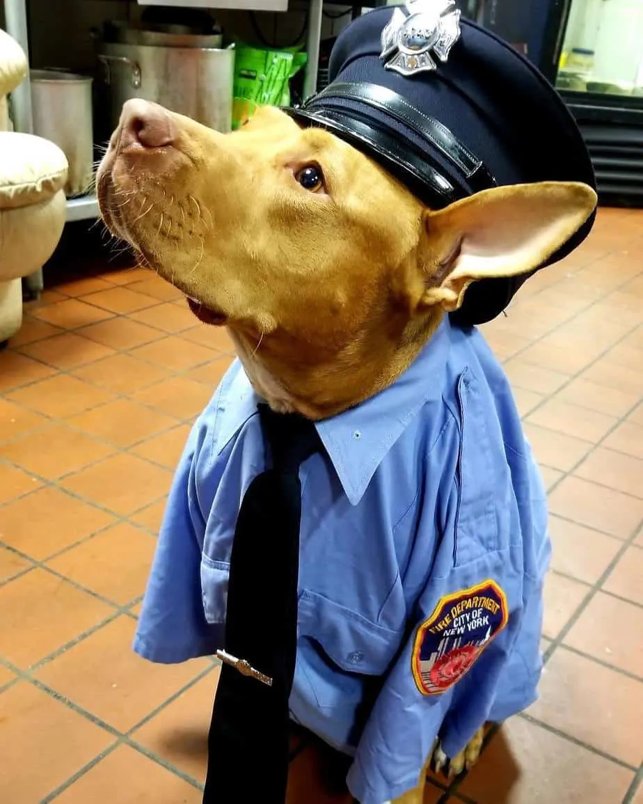 Ashley the pit bull wearing a firefighter's uniform