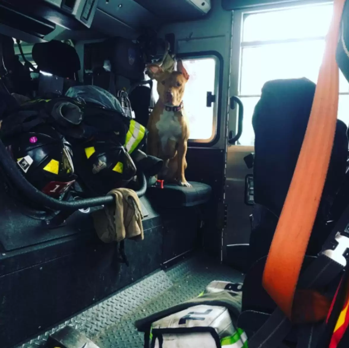 Ashley the pit bull inside a fire truck