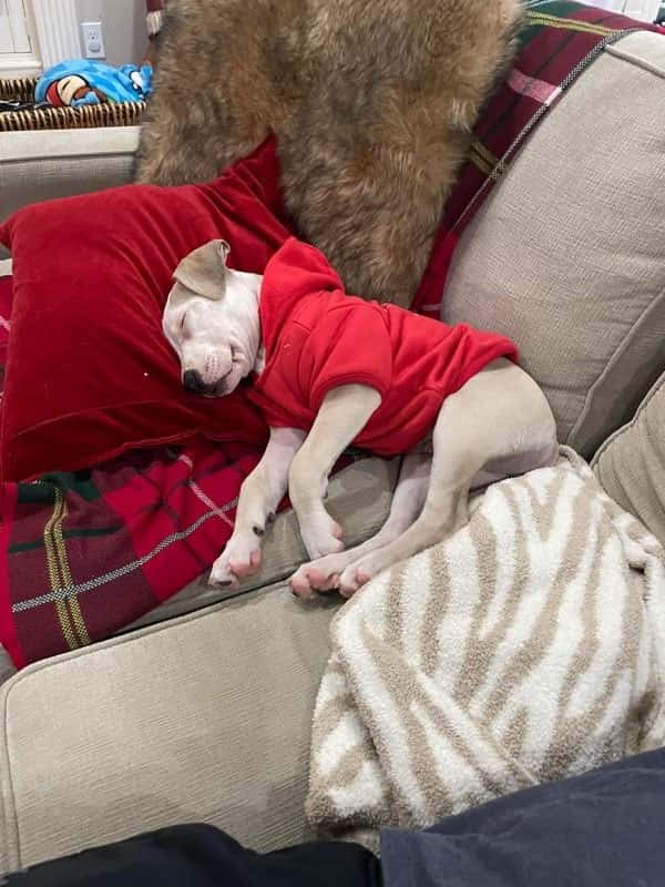 Maggie wearing a red hoodie while sleeping on a couch