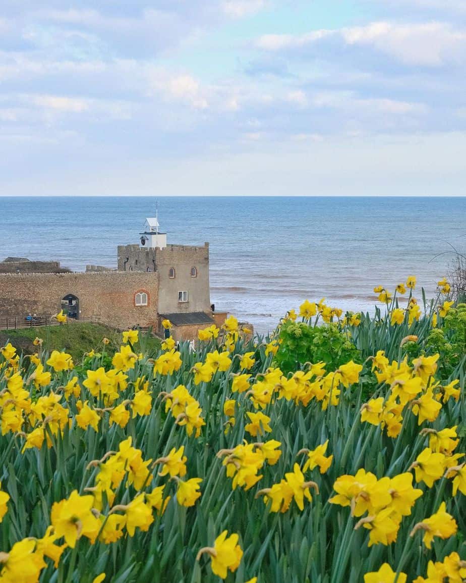 Daffodils in bloom in Sidmouth, Devon, England