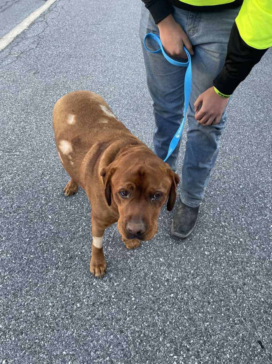 The incredible dog rescue story caught on video