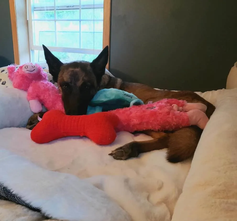 Eva the Belgian Malinois lying on her dog bed alongside her toys