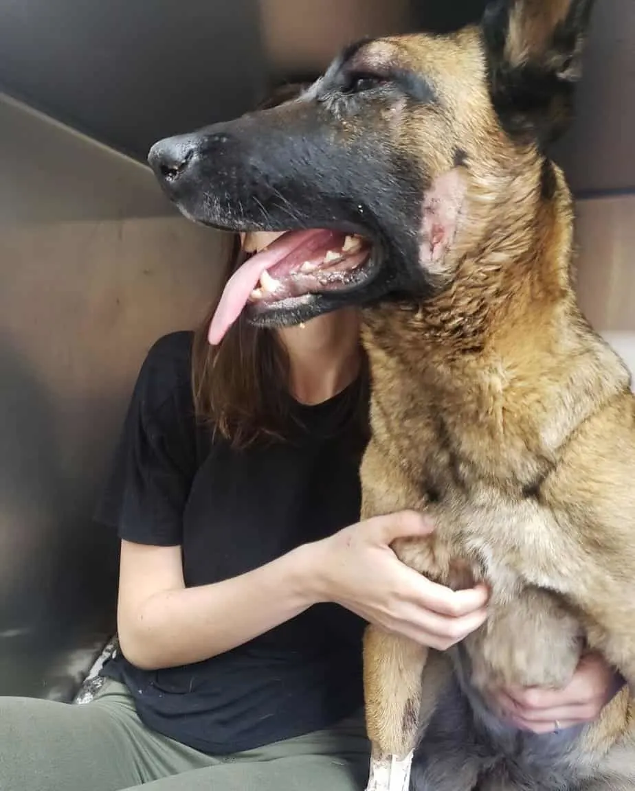 Eva the Belgian Malinois who saved her owner from a mountain lion encounter on nature hike