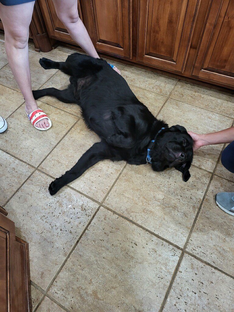 Max the dog laying on the floor and showing his belly