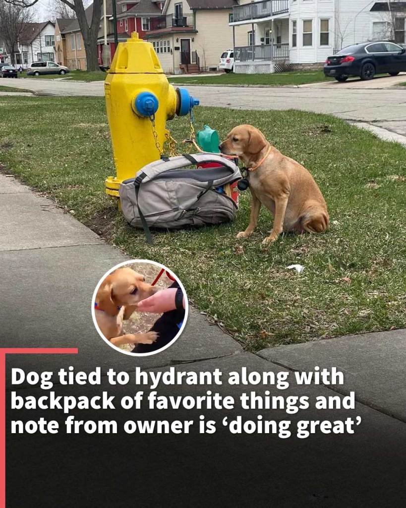 Dog tied to hydrant along with backpack of favorite things and note