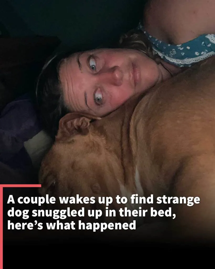A couple woke up to find a dog snuggled in bed with them and it was not theirs