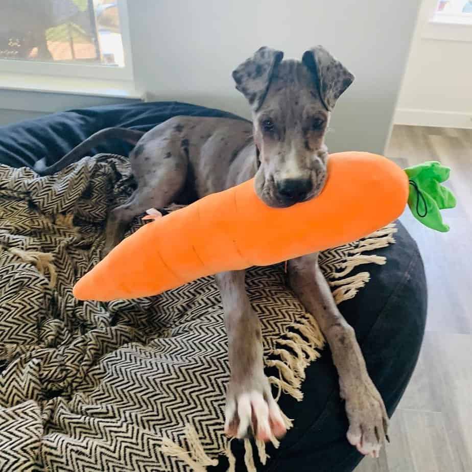 Zeus as a puppy biting on a carrot plushie