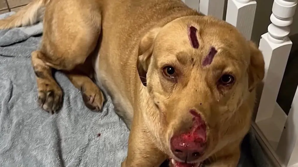 A Labrador retriever with severe injuries on its head, nose, and legs after fighting off a mountain lion