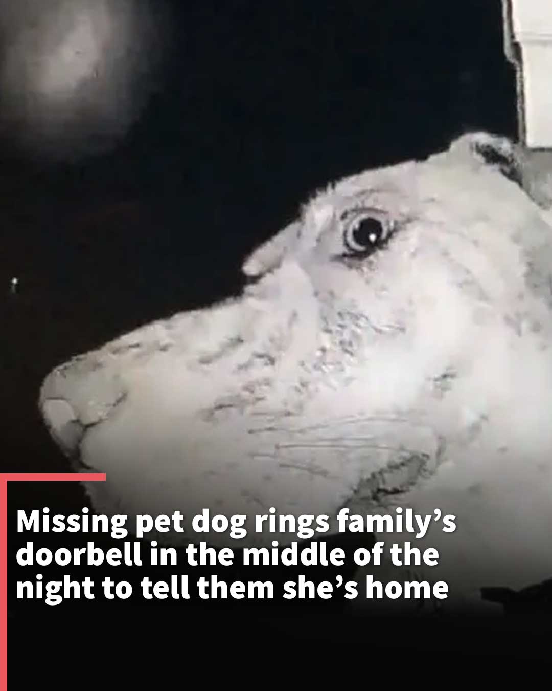 Missing pet dog rings family's doorbell in the middle of the night