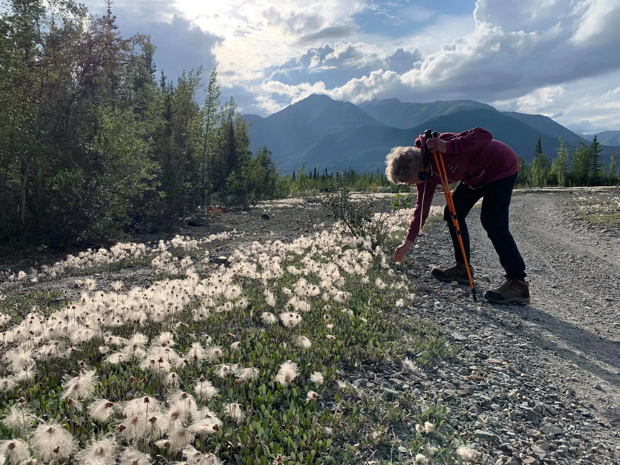 Joy stops to pick flowers while hiking through Wrangell-St. Elias National Park and Preserve