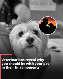 Instagram Stories: Veterinarians explain why you should be with your pet during their final moments.