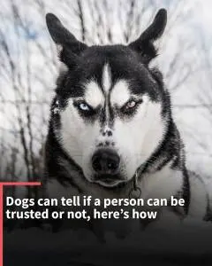 Instagram Stories: Study shows that dogs can tell if a person can be trusted or not.