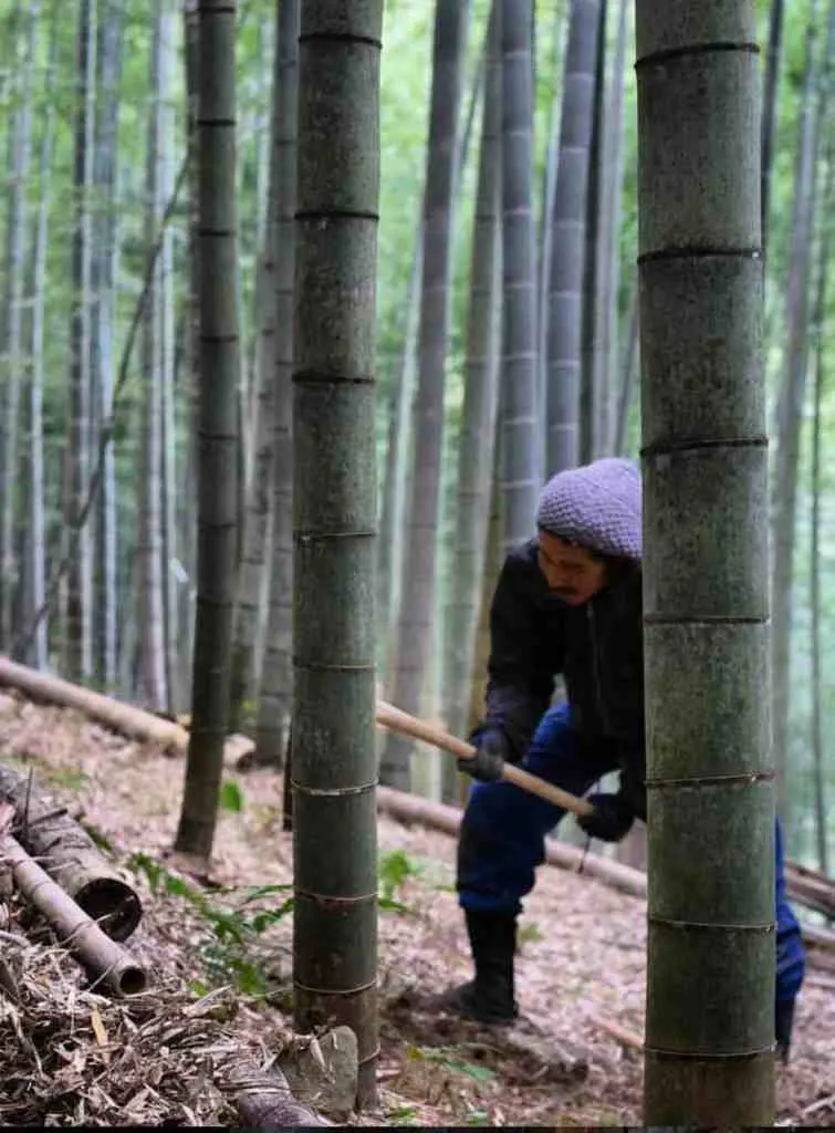 Daisuke working on his bamboo farm