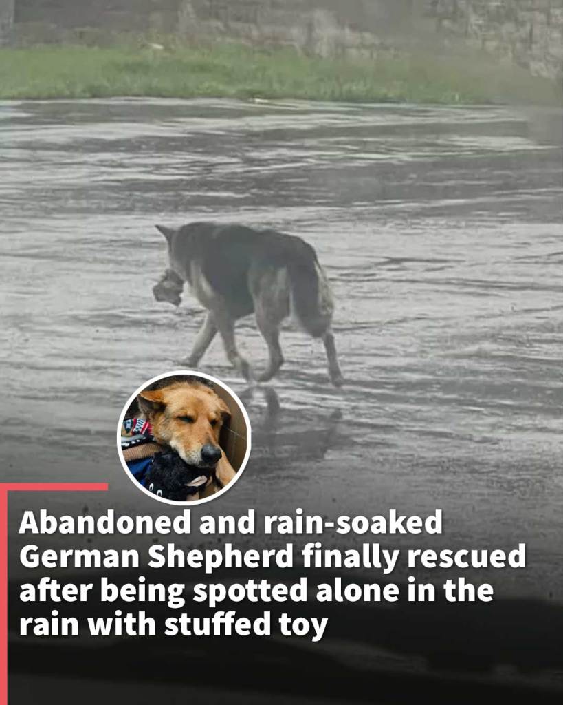 Abandoned, rain-soaked German Shepherd finally saved after being spotted alone in the rain with a stuffed toy
