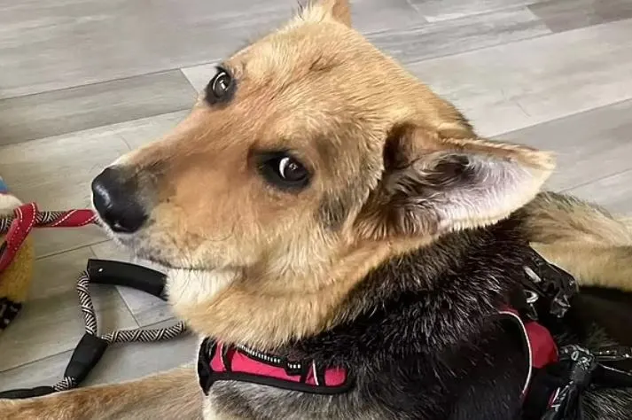 German Shepherd rescue dog doesn't need her stuffed toy anymore.