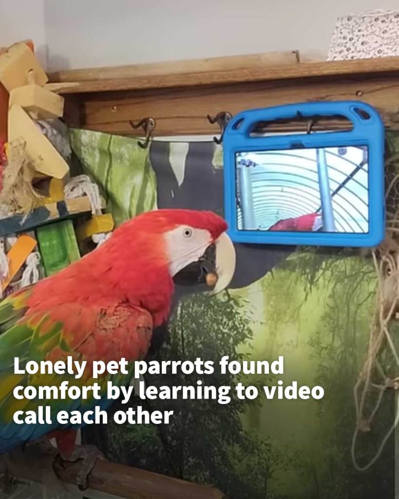 Lonely pet parrots found comfort by learning to video call each other