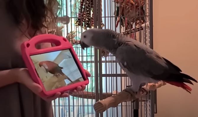 Pet owner learns how to care for pet parrots by connecting them with other parents virtually.