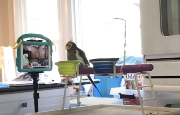 Pet parrot video calls a fellow bird.