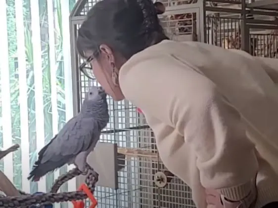 Woman learns how to care for pet parrots.