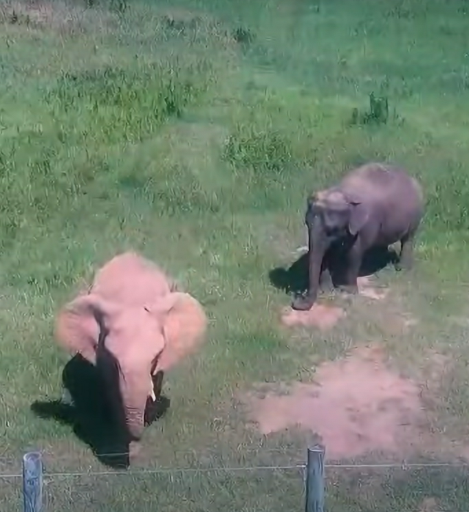 The elephants get to be in the outdoors almost all year-round.
