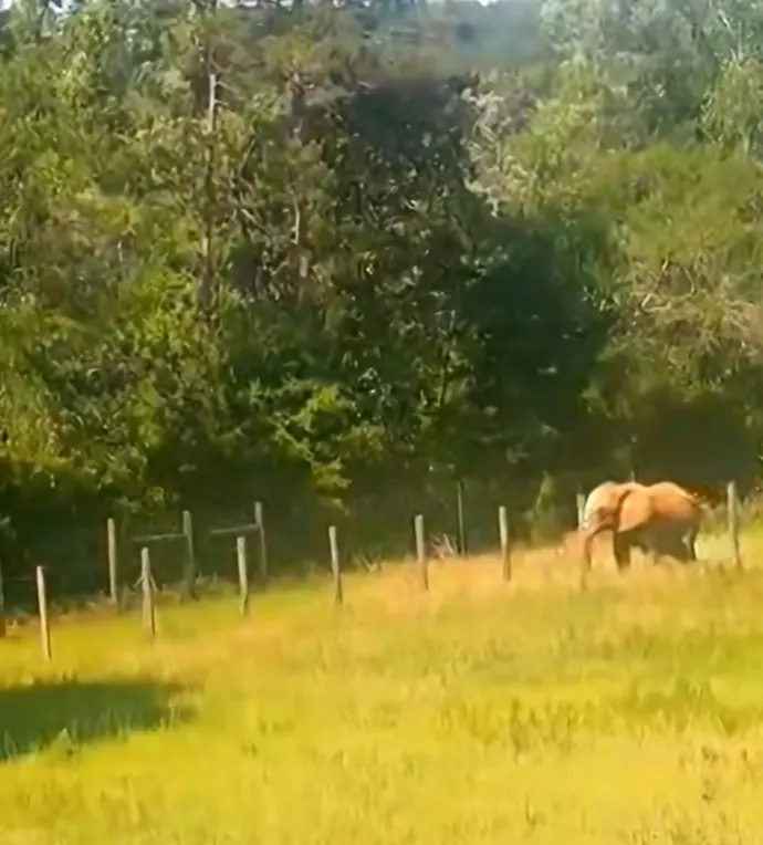 The elephants get to enjoy wide open spaces in the sanctuary.