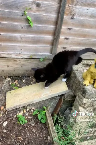 Cat with dwarfism goes down through a ramp.