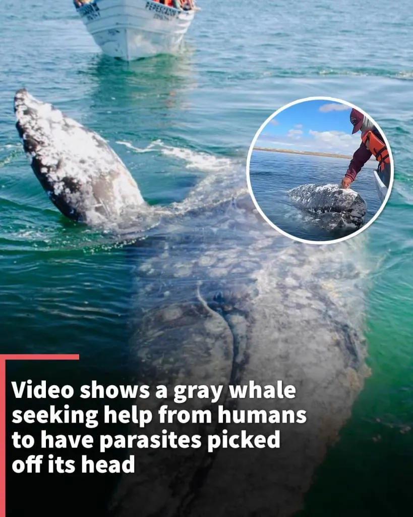 Gray whale seeks human assistance in video to have parasites picked off its head