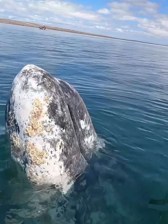 Gray whale turns to show Paco it has more lice.