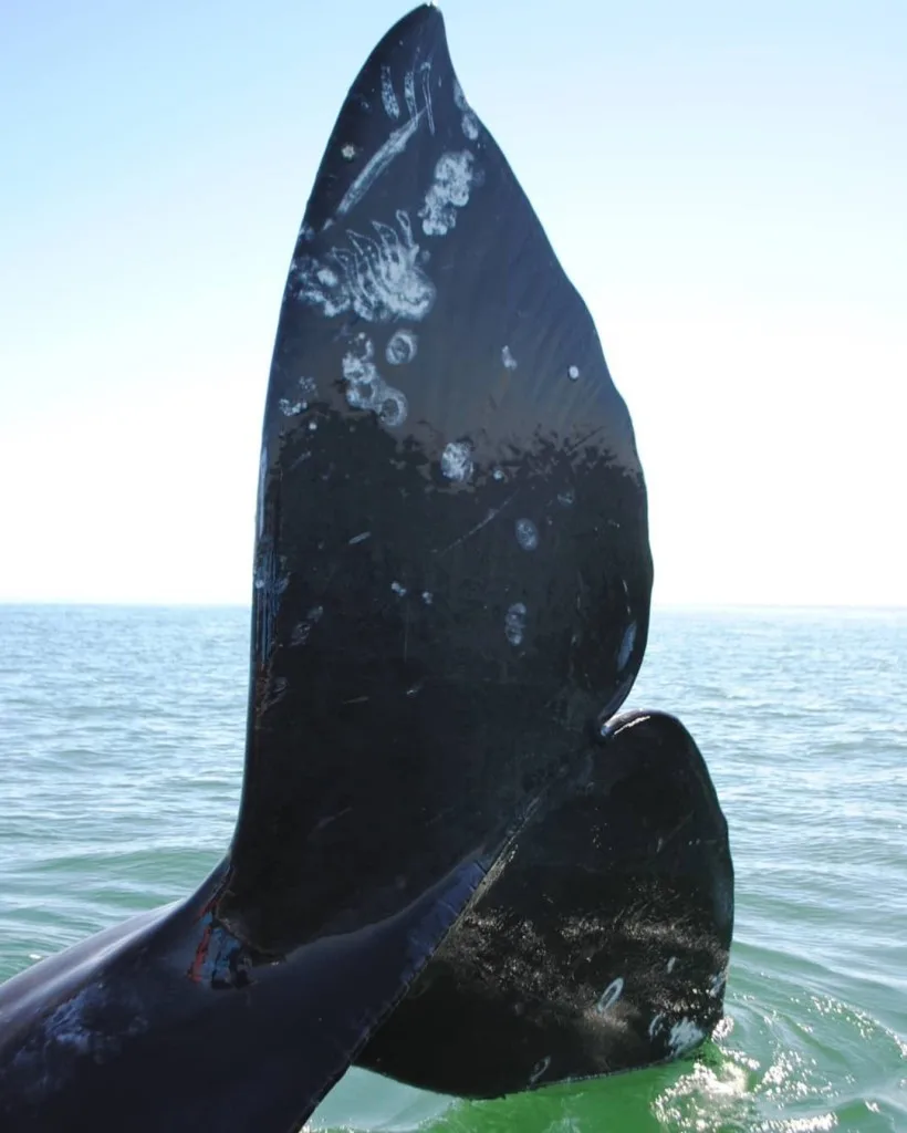 Close-up shot of gray whale's tail.