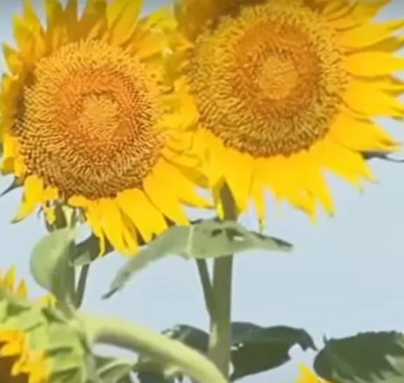 The sunflower is the state flower of Kansas.